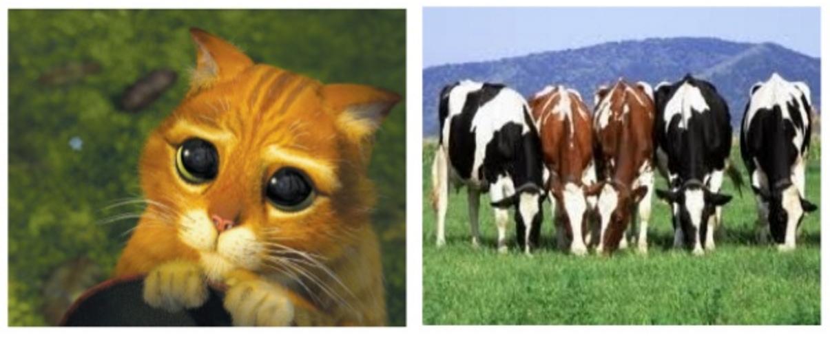 Pets vs cattle